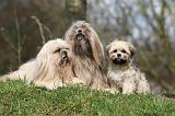 LHASSA APSO 275